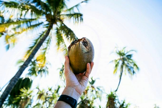 Palme Gegen Kokosnuss. Was Ist Der Unterschied? Mit Bildern